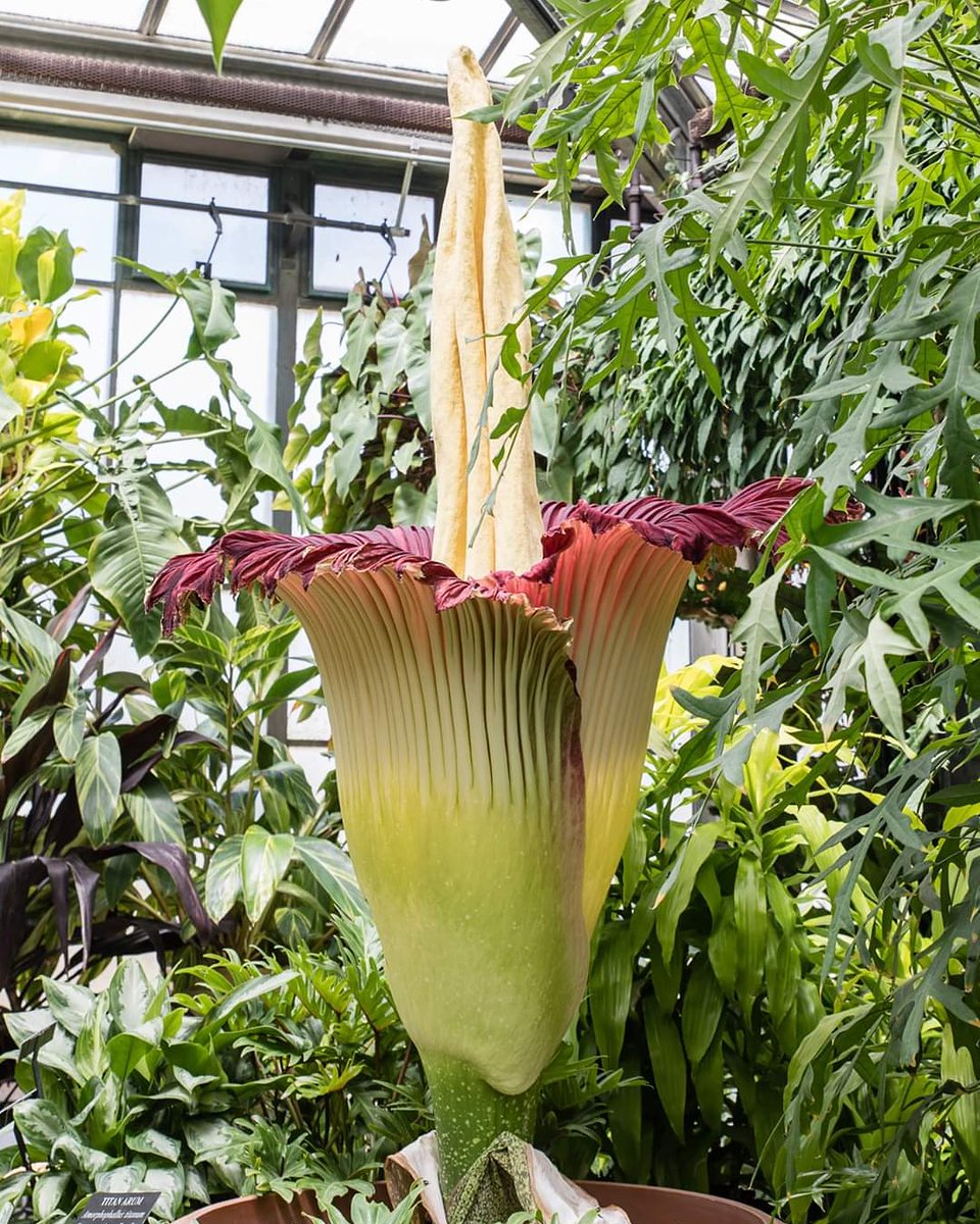 86thetomato's tweet photo. #SproutStinks #corpseflower https://t.co/yckW7NM6Od
