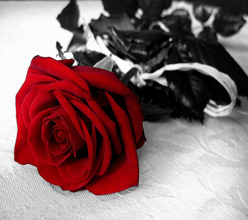 Темно алые розы а на душе. Красные розы. Траурные розы.
