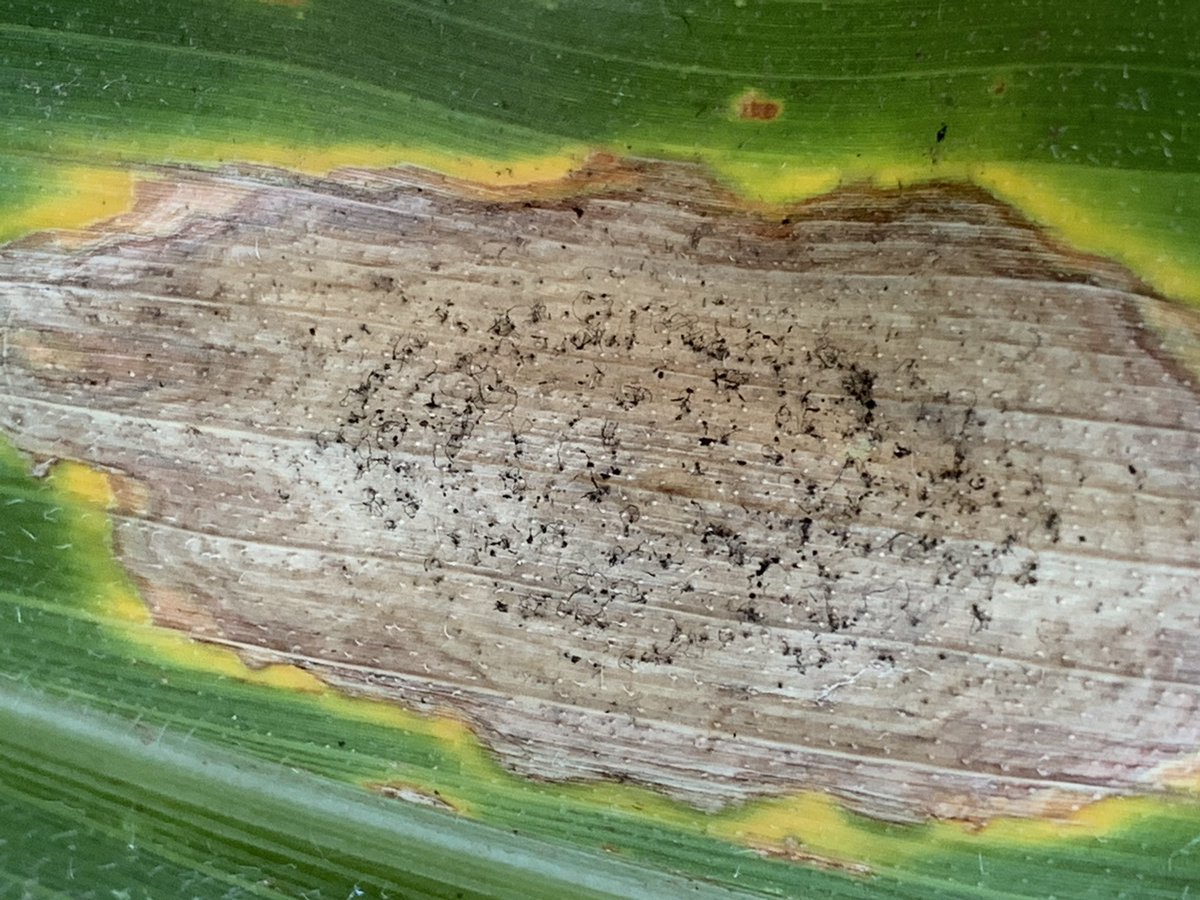 I can’t remember a year where I saw this much Diplodia foliar disease <a href="/corndisease/">Corn Diseases</a> #corn #mscrops