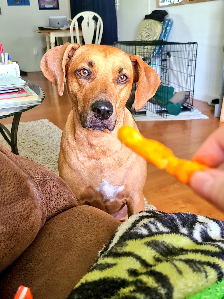 Jackson The Puppy Dog tweet media