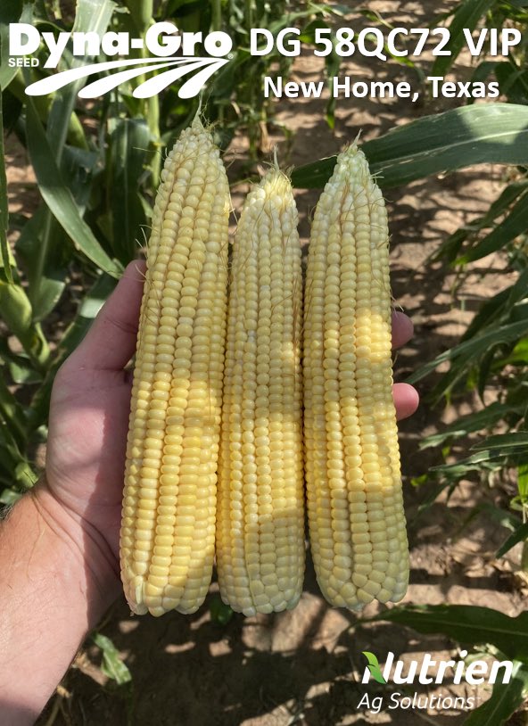 Dyna-Gro 58QC72 VIP pollinating out to the end during all this heat plus no worm damage thanks to the Viptera technology!  #DynaGroNation