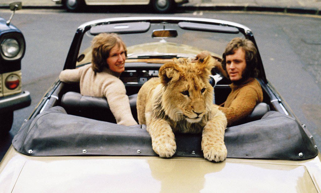 A thing I think about weirdly a lot: the time two dudes bought a lion from Harrods and raised it at a vicarage before having him reintroduced to the wild, then later visited him and not only did he remember them he was like, here are my two girlfriends!  https://en.m.wikipedia.org/wiki/Christian_the_lion