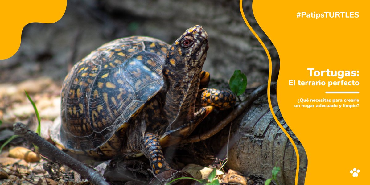 patipspanama's tweet photo. ¿Estás pensando en tener una tortuga como mascota, o ya cuentas con una?

Si es así, en nuestro blog: https://t.co/bvO9z4WY4I te traemos algunos datos que seguro te ayudarán a mantenerte informado/a acerca del terrario ideal para tu pequeña amiga. https://t.co/jvZOdxkyyH