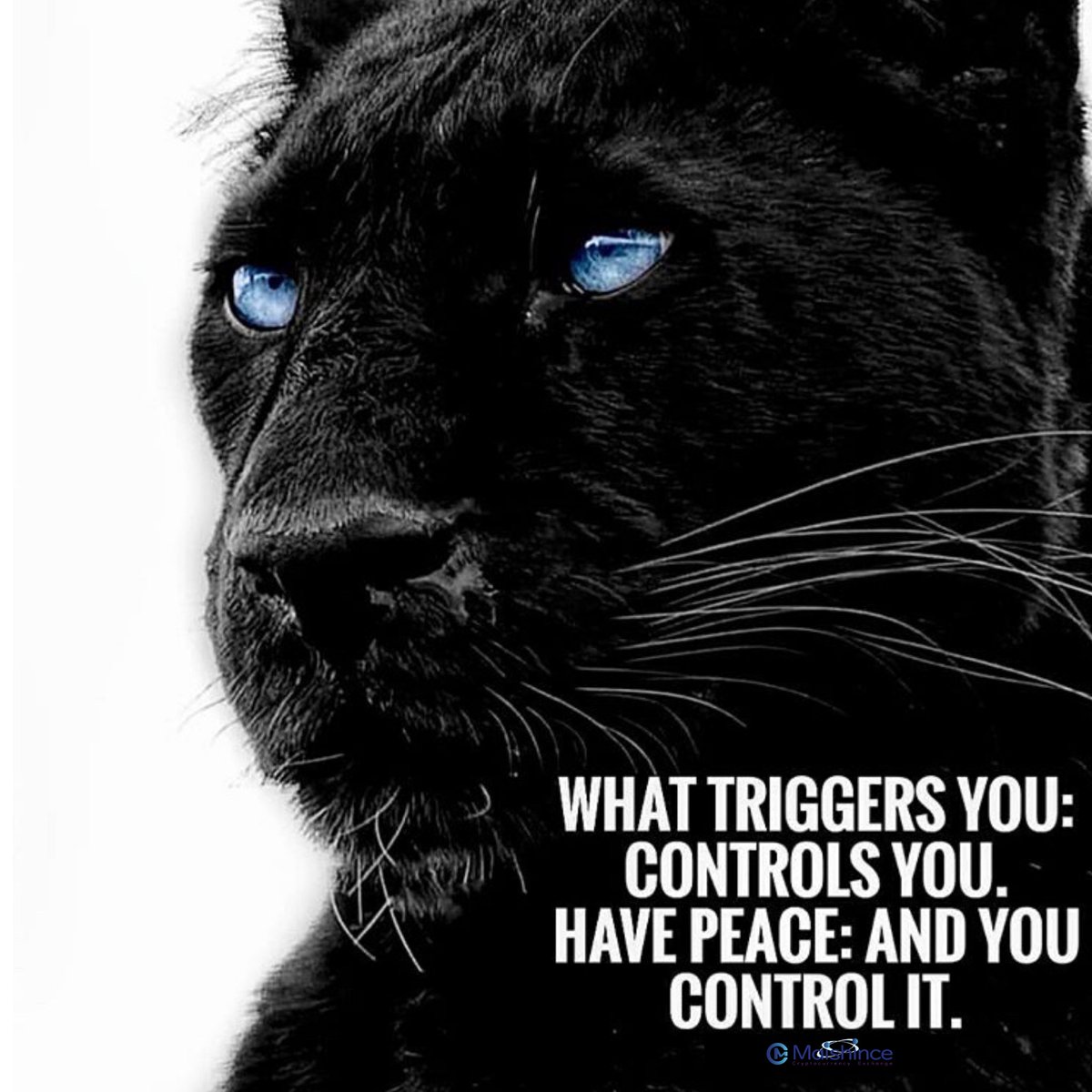 Don’t let your emotions overpower your intelligence
.
#inspirational #motivational #inspirationalquotes #inspiring #quotes #life #lifequotes #motivate #inspirationallifequotes #blockchain #cryptocurrency #covid_19 #corona #coronavirus