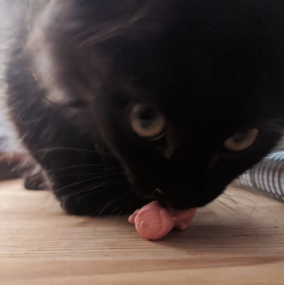 Sid loves nothing more than to menace this little dude. Simply cannot abide him standing up. He comes up here just to find him and knock him over. I even moved him to another spot on the desk. Immediately hunted down.