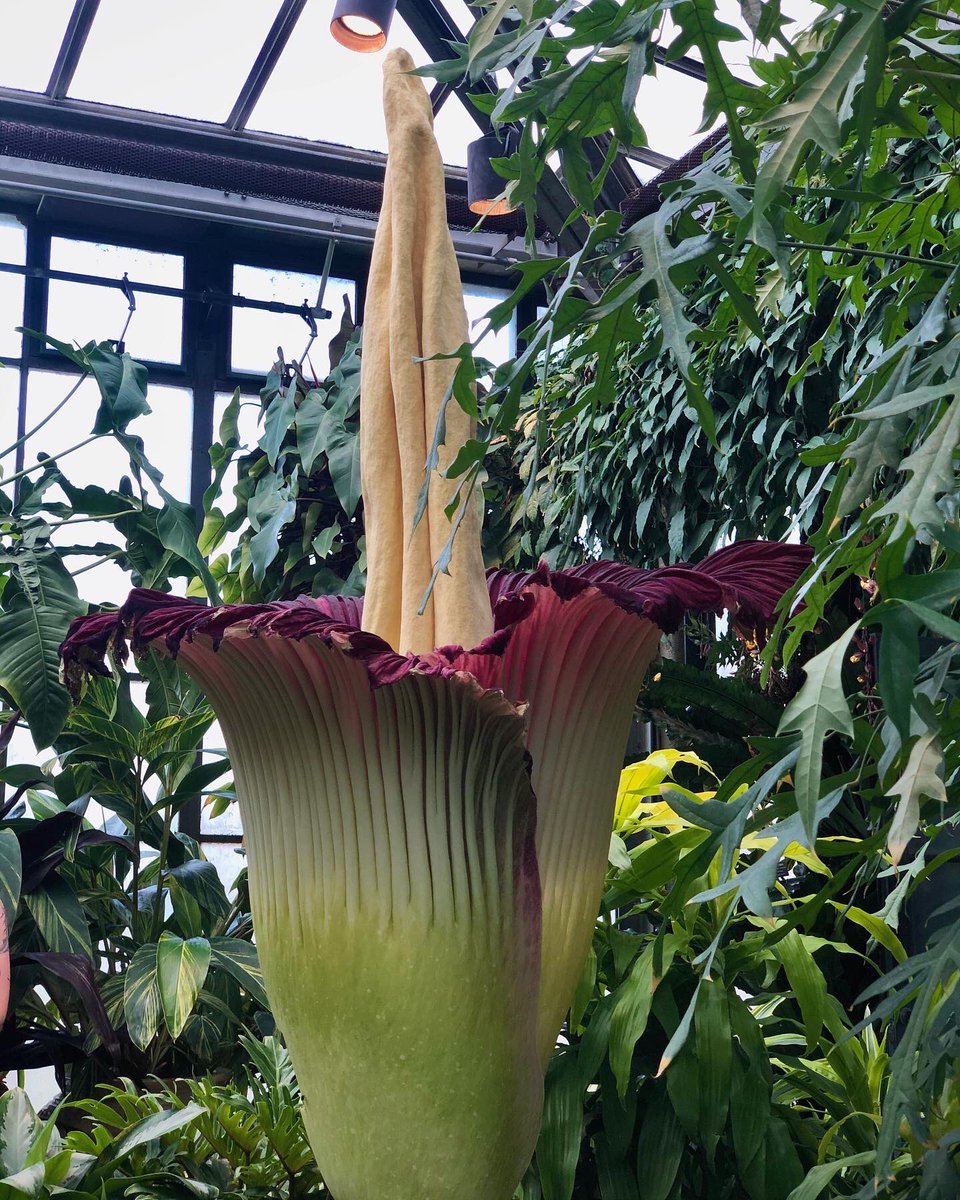 meggrim349's tweet photo. Today I checked off a MAJOR item on my aroid-addicted bucket list: I saw a rare Amorphophallus titanum inflorescence!!! Nick and I waited outside the Conservatory in a 4.5-hour line, but for that spathe and spadix, I’d do anything! 😍 #SproutStinks https://t.co/3XG0EYsr2d