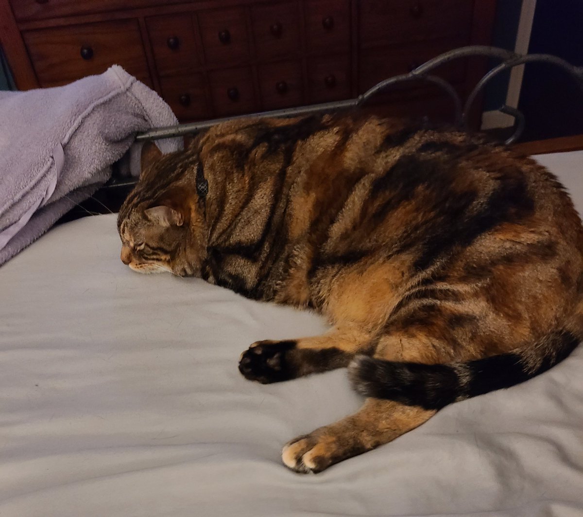 TiggerTCat1's tweet image. Ah.  #cleansheetnight