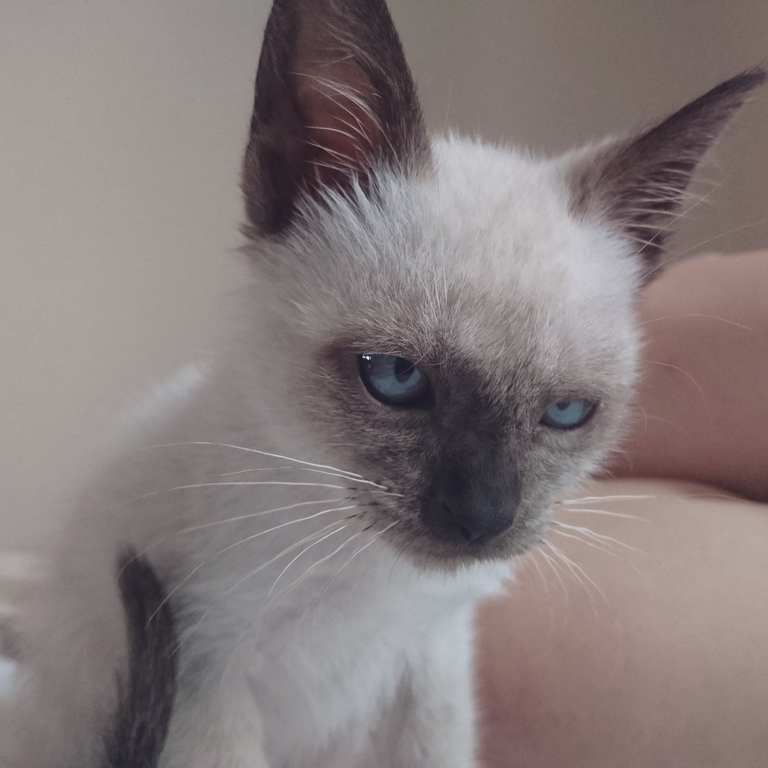 だいふく シャム猫の色変わりすぎ選手権 まだまだ開催中です シャムミックスちゃんもシャムとらちゃんもラグドールちゃんも天使ちゃんも 色が変わりすぎる猫ちゃんはぜひどうぞー シャム猫の色変わりすぎ選手権 T Co Gbmu1v0plu Twitter