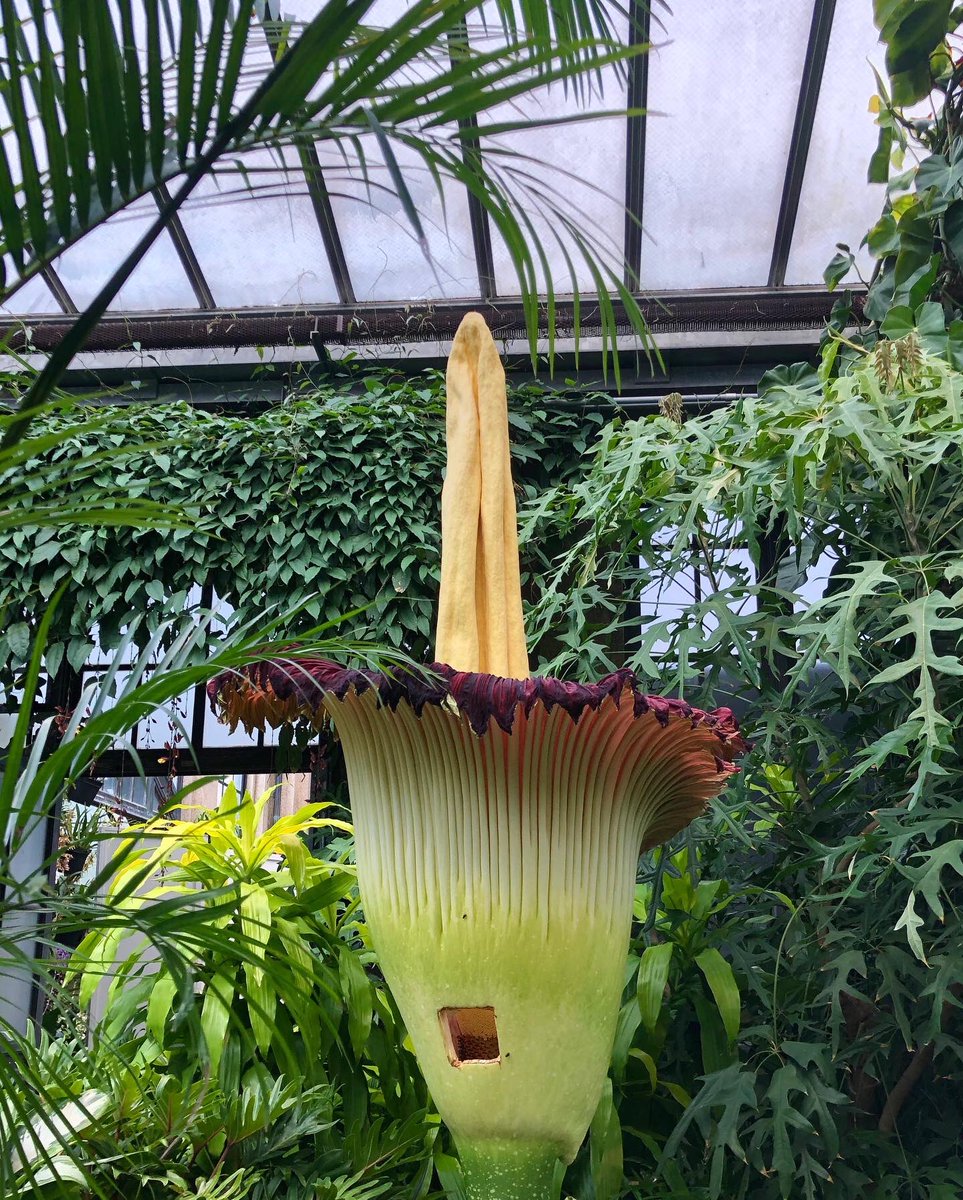 meggrim349's tweet photo. An A. titanum hasn’t bloomed at Longwood since 1961, and they have successfully began to fertilize this specimen, nicknamed “Sprout,” with genetic material from two other A. titanum inflorescences, dubbed “Spike” and “Velvet Queen,” over at Chicago Botanic Gardens. #SproutStinks https://t.co/a4JSYrZMXk