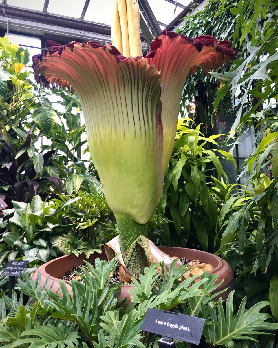 meggrim349's tweet photo. An A. titanum hasn’t bloomed at Longwood since 1961, and they have successfully began to fertilize this specimen, nicknamed “Sprout,” with genetic material from two other A. titanum inflorescences, dubbed “Spike” and “Velvet Queen,” over at Chicago Botanic Gardens. #SproutStinks https://t.co/a4JSYrZMXk