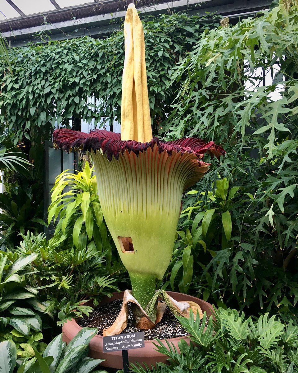 meggrim349's tweet photo. An A. titanum hasn’t bloomed at Longwood since 1961, and they have successfully began to fertilize this specimen, nicknamed “Sprout,” with genetic material from two other A. titanum inflorescences, dubbed “Spike” and “Velvet Queen,” over at Chicago Botanic Gardens. #SproutStinks https://t.co/a4JSYrZMXk