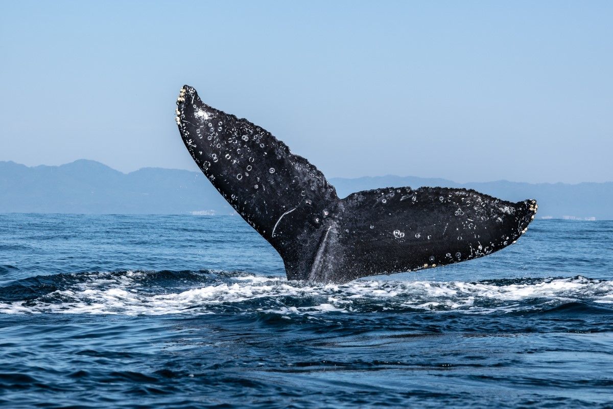 LucentExchange's tweet photo. The number of whale addresses, or those holding a large number of bitcoins, has declined to a 14-month low.

https://t.co/g1Kptto9nG

#Bitcoin #Market #Finance #Investing #Cryptocurrency #Decentralization https://t.co/oIFYYsnfCv