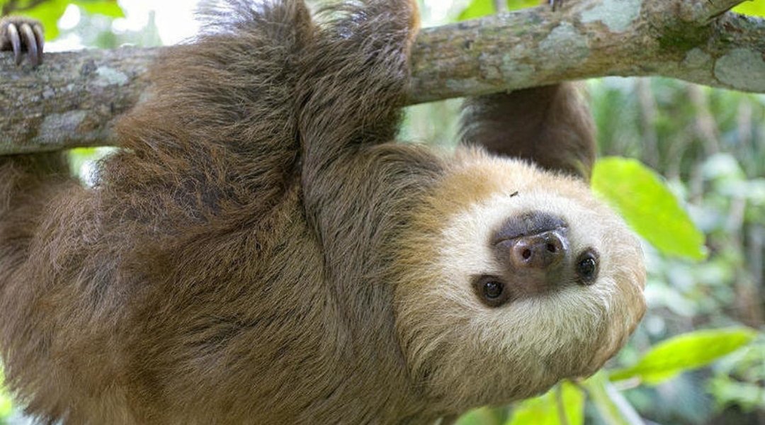 The Hoffmann's two-toed  #sloth (Choloepus hoffmanni) is nocturnal in some locations. Some speculate this is because they compete for space with brown-throated sloths that are active by day.Hoffmann's  #sloths are generally larger than three-toed sloths. #nature  #animals