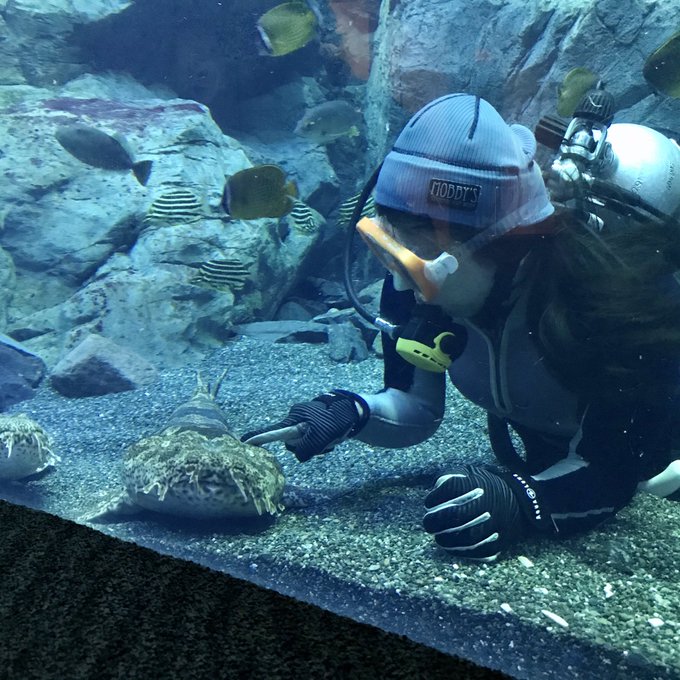大分マリーンパレス水族館のtwitterイラスト検索結果