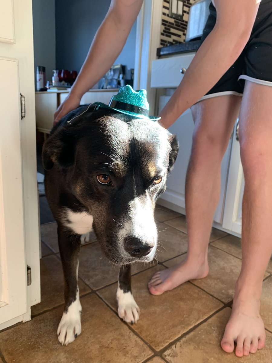 MrMikeChernoff's tweet photo. Birthday mood. #Birthday #Labhusky https://t.co/DjTIuuawHx