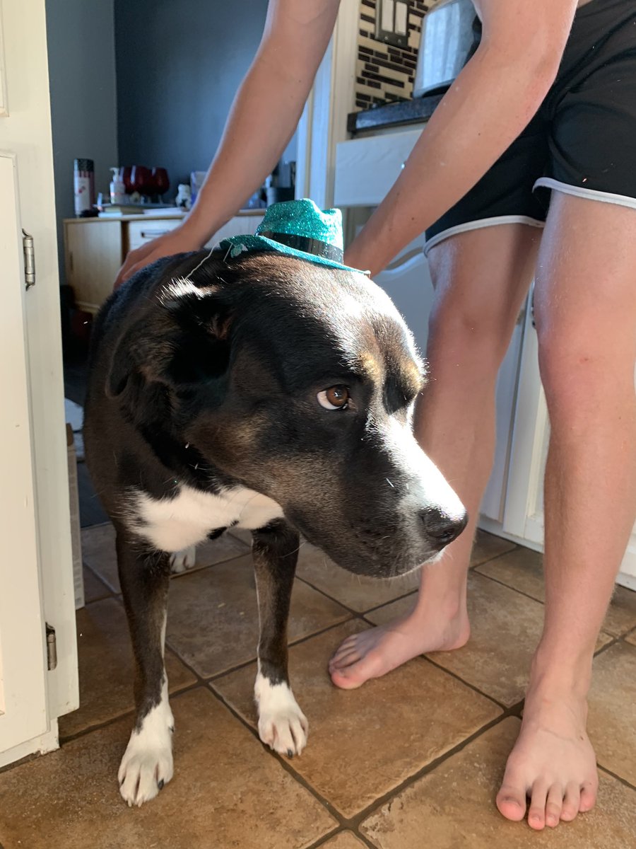 MrMikeChernoff's tweet photo. Birthday mood. #Birthday #Labhusky https://t.co/DjTIuuawHx