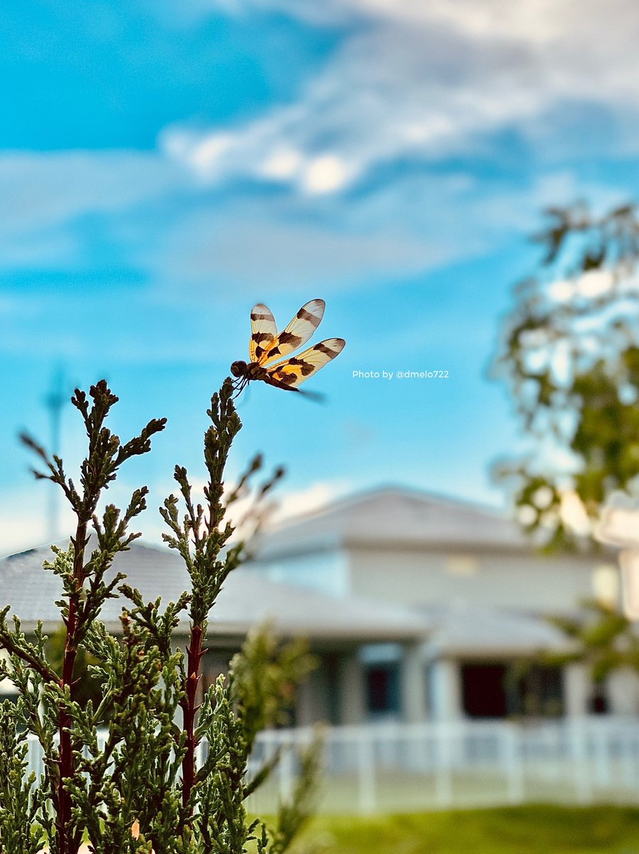 722dabby's tweet photo. On Dragonfly wings .. #shotoniphone #apple #iPhone11 https://t.co/onVortcvWn