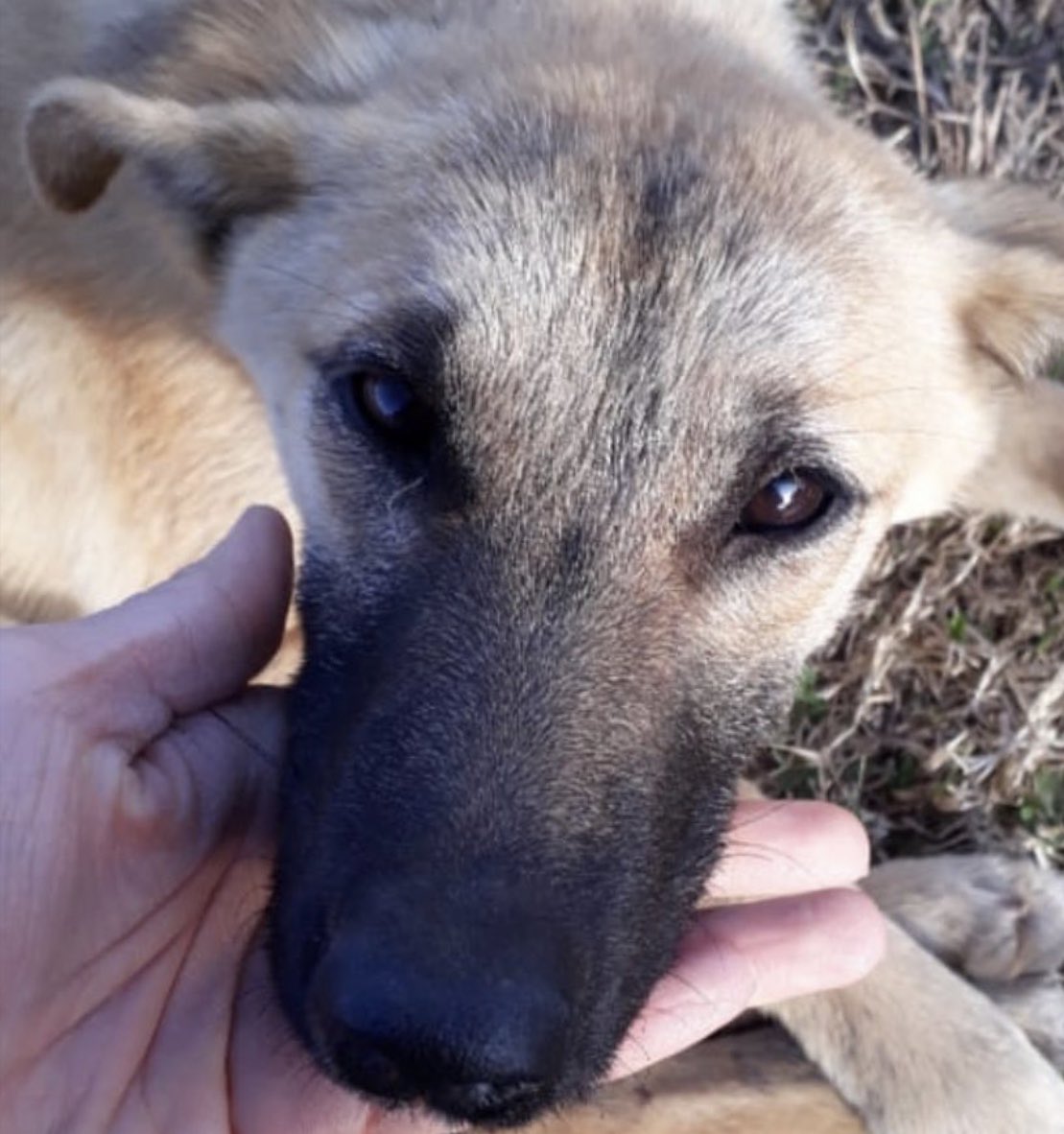 Proyecto4Patas's tweet photo. Como Nala aún es cachorra su cadera se va a soldar sola y con cuidados y amor saldrá adelante. 

Su suerte es la de MUY POCOS. El Estado sigue ausente ante millones que sufren.

Para adoptarla escribinos a adopciones@proyecto4patas.org ♥️⚡️😌 https://t.co/TFHxiQycTI