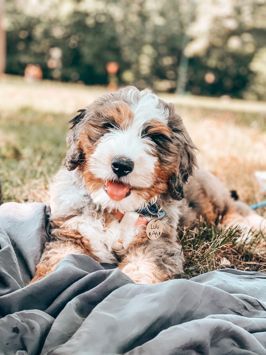 sun’s out tongue’s out 

Instagram.com/lulu_bernedood…