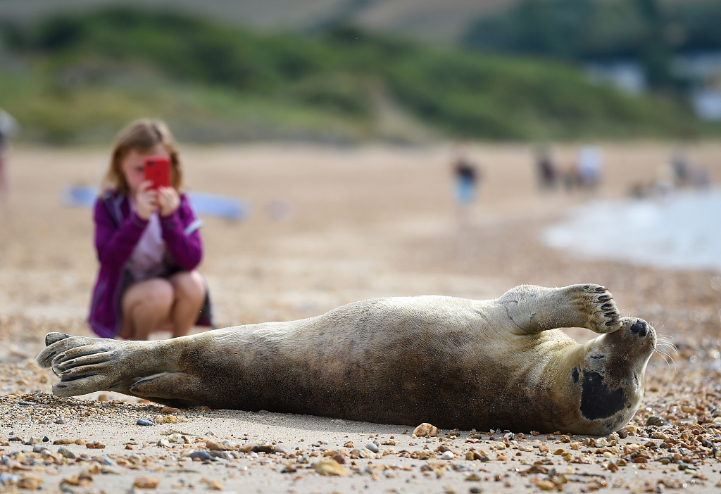 Cgtn Say Hi To Sammy The Seal The Local Celebrity Was Spotted On Preston Beach In Weymouth Uk On Tuesday Attracting Residents And Visitors Alike T Co Qhxrnlu7cd