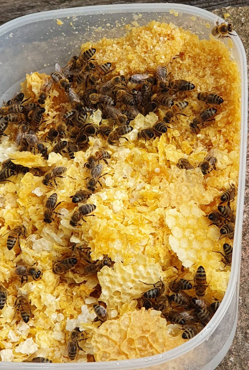 TryBees's tweet photo. Nothing goes to waste..

After uncapping frames of honey to be extracted and jarred, the capping are placed beside our hives and the Bees clean all the honey storing it back in the hive and leaving just the pure wax caps behind. 

#recycle #beekeeping #urbanbeekepers https://t.co/LVSlHZOrW6