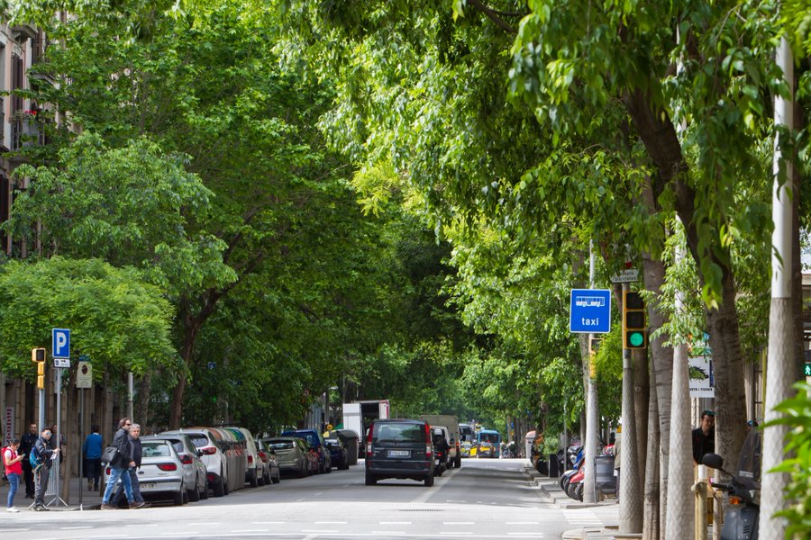 BCN_EspaiPublic's tweet photo. 💚 Naturalitzar els espais verds vol dir:

🔹Afavorir una vegetació més frondosa
🔹Potenciar les herbàcies per disposar de prats més alts
🔹Reduir la poda i respectar la biomassa dels arbres
🔹Deixar florir les plantes arbustives
🔹Respectar la flora de les basses https://t.co/XNQ0szENEc