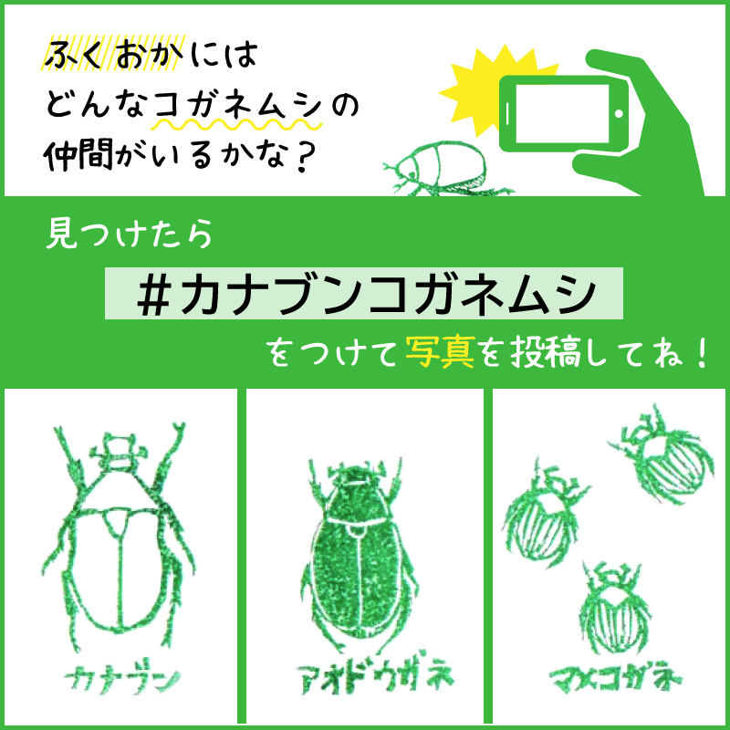 カナブン コガネムシ どっち調査 Kanakogane Twitter カナブン コガネムシ どっち調査 Kanakogane Twitter