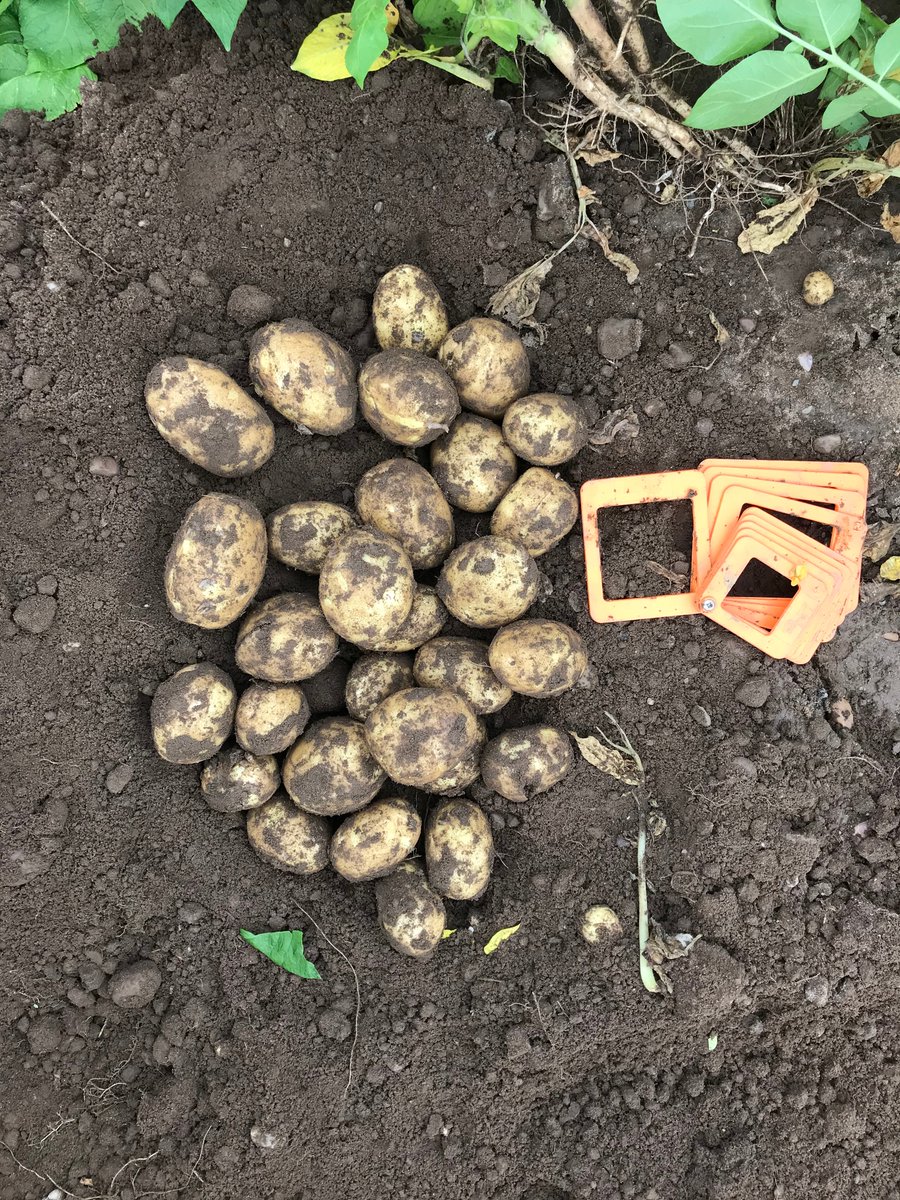 IPMPotatoGroup's tweet photo. Sensational SENSATION #Nottinghamshire #bakers #bigyield #uniform #skinfinish #scabresistance #beauty https://t.co/TNMY04myem