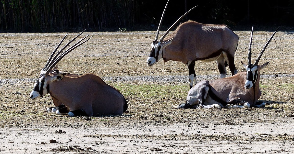 AfricaGreenMag1's tweet photo. La polémique autour des deux gazelles oryx mortes après un transfert à Bambilor continue d’alimenter les débats au Sénégal.
#animaux #gazellesoryx #especesmenacees #senegal #environnement #kebetu #codeforestier #etat #agm #suiveznous
https://t.co/qCQH9h15vG https://t.co/NsZVdlZeJJ