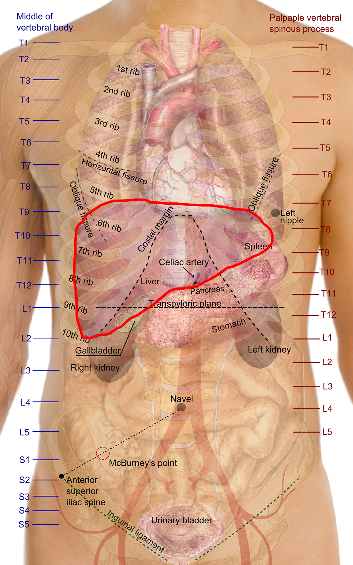 さとる Ossan Kunna ちなみに肝臓の位置はこちらになります 肋骨が邪魔なので肋骨ごと右胸下を撃ち抜くか 鳩尾狙っていくのが効率よさそうですね 元画像はwikipediaさんより T Co Uid7tfmj3s Twitter