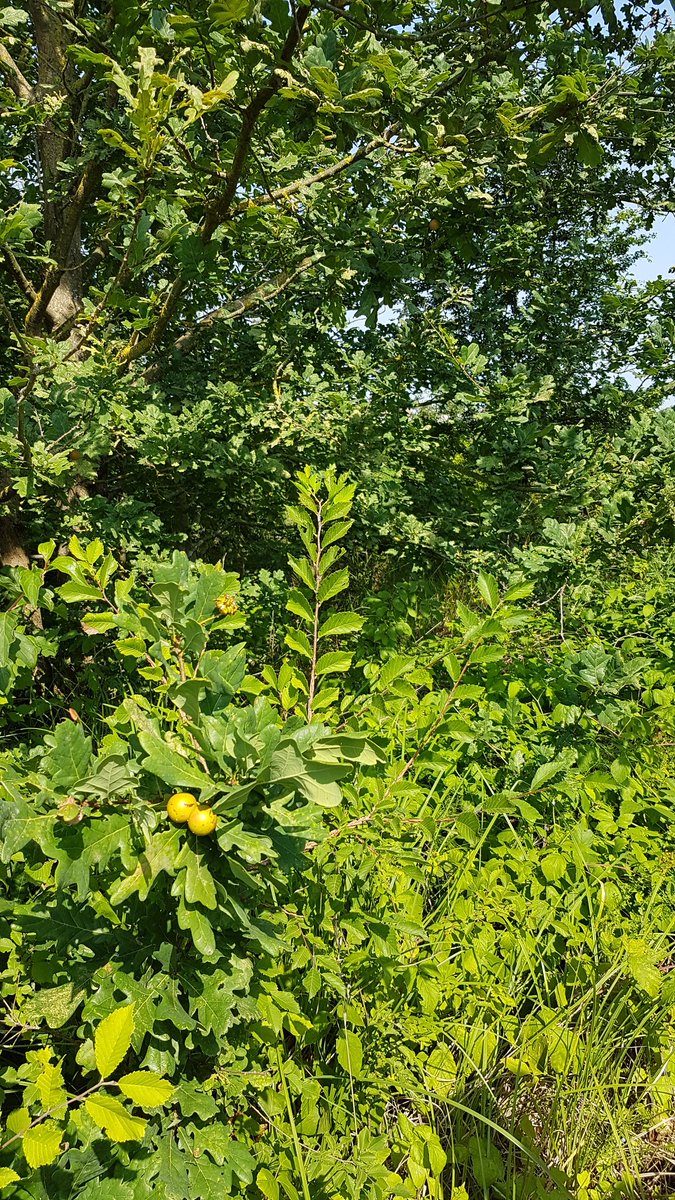 GiuliaTourGuide's tweet image. Fontanili di Valle Re, a Campegine. La natura e la bellezza della Pianura Padana.