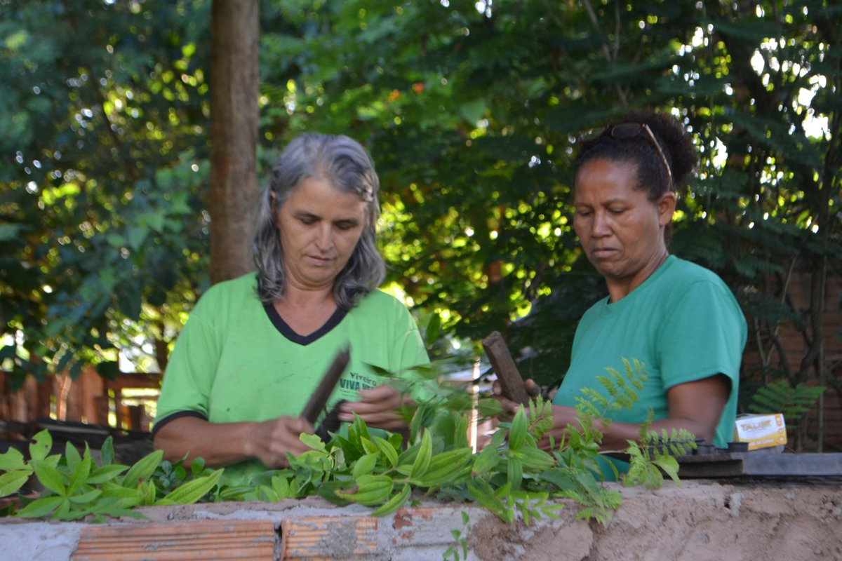ecosia's tweet photo. Fresh pictures from our trees in Pontal, #Brazil! 🌳😍 
We're on track to plant 700,000 trees here and to help to naturally regenerate another 350,000. These trees will restore #forest corridors and connect two vital parts of the #AtlanticForest in #SãoPaulo state. 🦜🐒 https://t.co/3NUYMR7xQz
