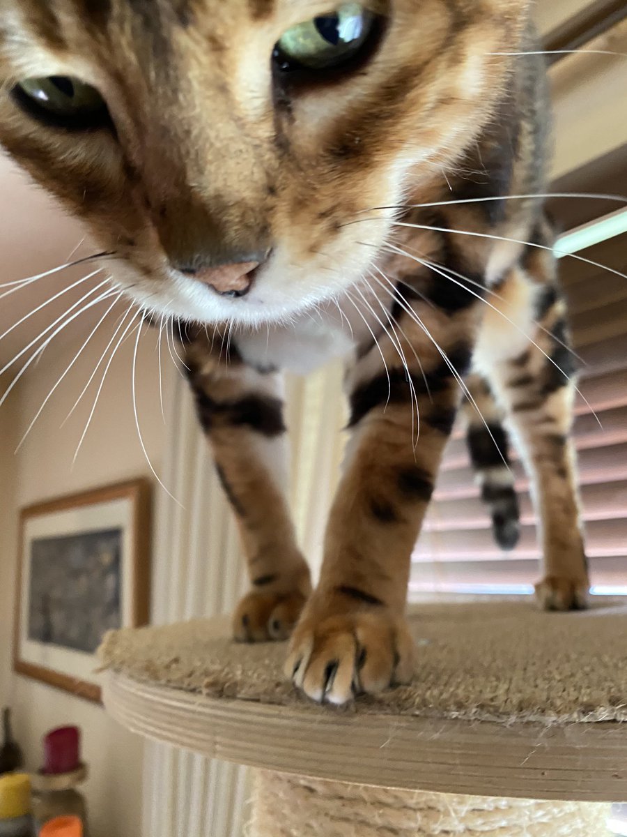 It’s #WhiskersWednesday yo! POV of me, Pi, coming round to check on all my friends and family to make sure everyone is doing and feeing OK today, it’s been a bit of a sad time for #teambengal #teammeezer #teambengeezer so if you need a big headbump I’m here ❤️❤️❤️