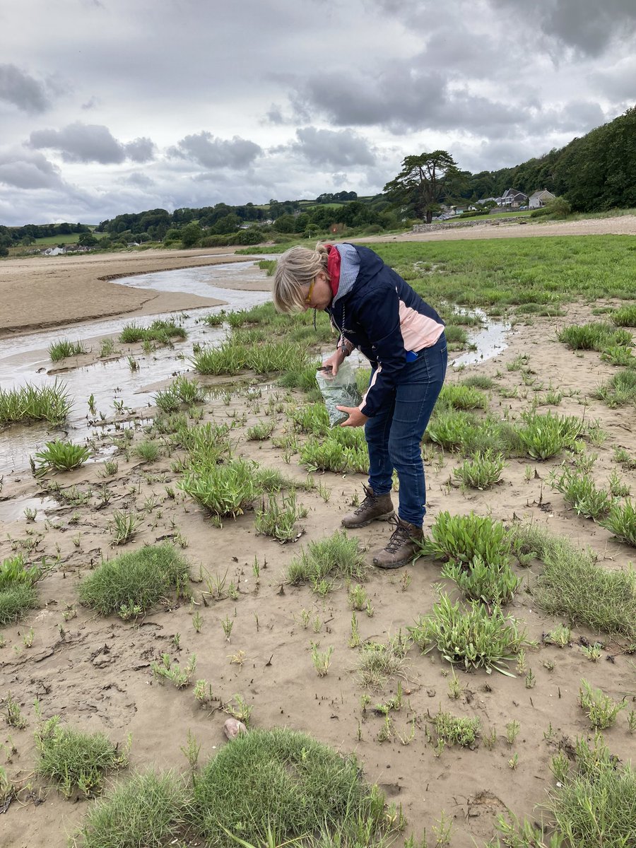 foodgrower's tweet photo. A #coastalforage at #llansteffan #beach #seasandwort #searocket #samphire #foraging #carmarthenshire #coast https://t.co/qPNRCY5kWq