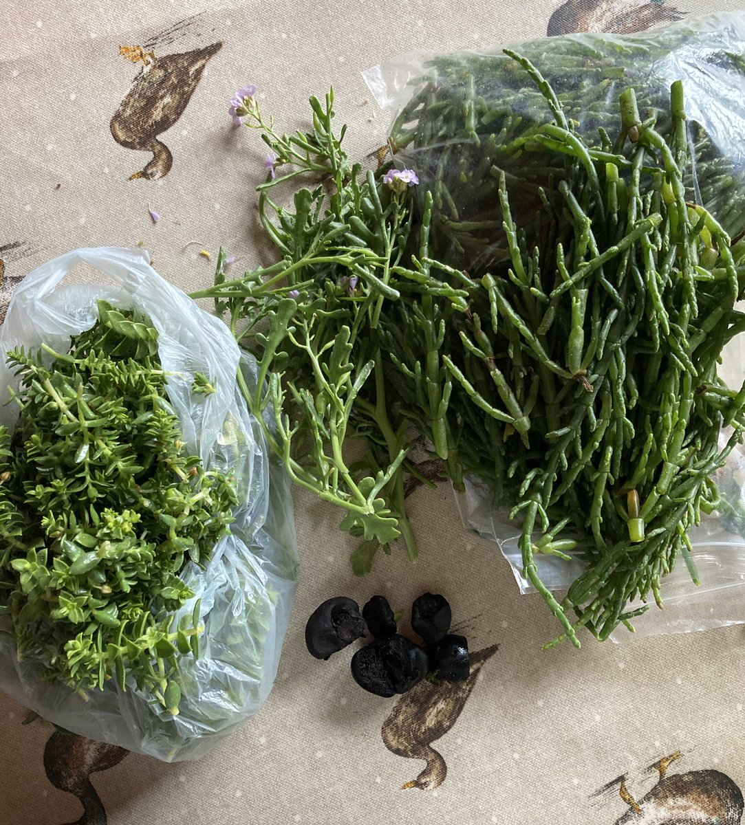 foodgrower's tweet photo. A #coastalforage at #llansteffan #beach #seasandwort #searocket #samphire #foraging #carmarthenshire #coast https://t.co/qPNRCY5kWq