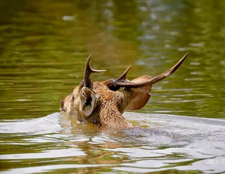 imRahulZG's tweet photo. Let's stop describing Us!
Again they died,again they cried,again they smashed and again they suffered!
Kaziranga you are not for Us!
@ParveenKaswan @SudhaRamenIFS @PMOIndia @CMOfficeAssam @ParimalSuklaba1 @ImRo45 @RandeepHooda @PrakashJavdekar  @deespeak https://t.co/OsTnsuio8b