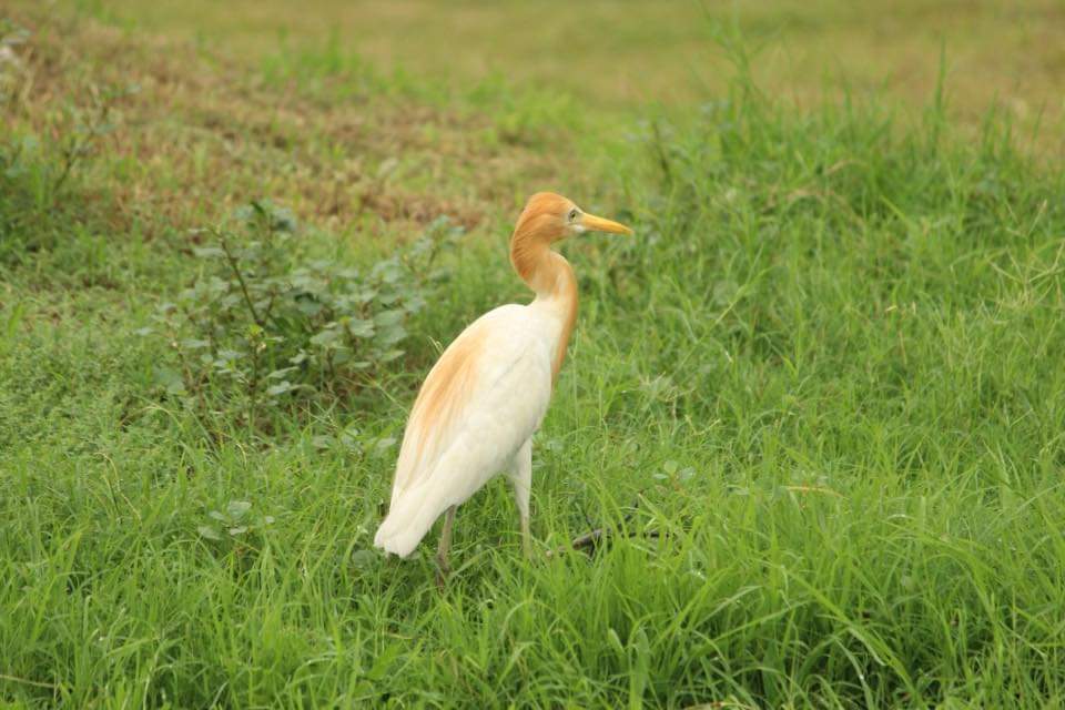 prchandna's tweet photo. #MyNoida #MyPark
#SavePark #Se62
#Egret
@noida_authority https://t.co/uDaP7nSbOU