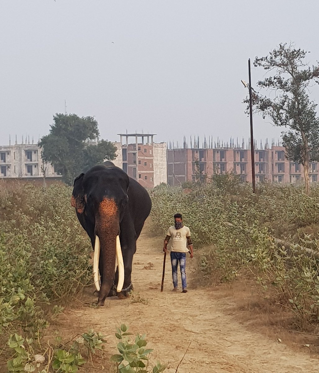 tina_ppd's tweet image. Oh Gajraj 😢

After life's fitful fever, he sleeps well 

@WildlifeSOS
#refusetoride