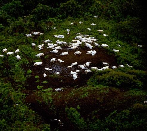 The famous lake Nyos remembered for the "Lake Nyos Disaster" of August 21, 1986 that killed over 2000 people and some 3,500 livestock over a 25 kilometers radius.3rd frame shows the degassing process initiated in 2001to avoid another explosion. We all remember the red oil rumor