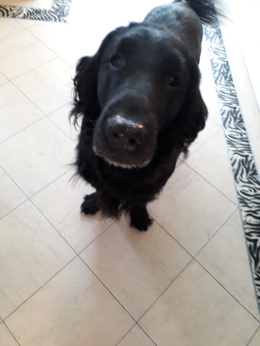 Please RT. If any of the passers by, the 2 lovely ladies and young couple who helped at Lullingstone last week (8th) when my dog had a heart attack in the river and i got into difficulties in the water....