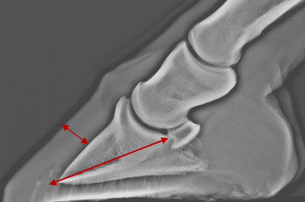 IMVimaging's tweet photo. 😮Last chance to watch! 🐎📣  Journal Club  "What's new in equine foot radiography/radiology? Part Two" 📣

📌Presentation
🕛Ends tonight at midnight! 
🔗https://t.co/E4sylCMYsu

📌Discussion
📅Thursday 16th July, 7pm
🔗https://t.co/5CUsaRbOjK 

#equine https://t.co/LOOsvn44zW