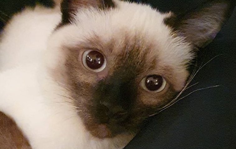 ป้าฟาง 💜 TENLEE #SO10 🐈⬛💥 tweet media