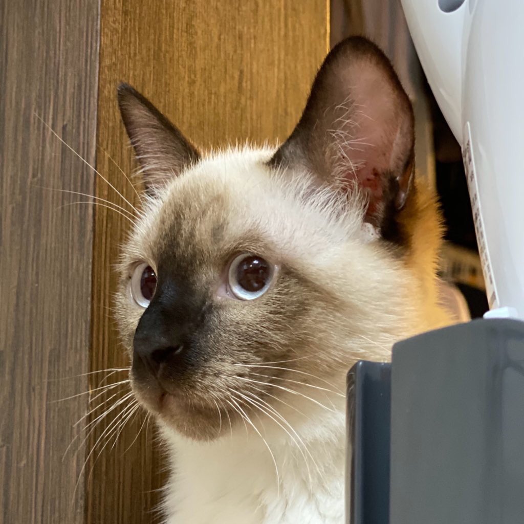 ป้าฟาง 💜 TENLEE #SO10 🐈⬛💥 tweet media