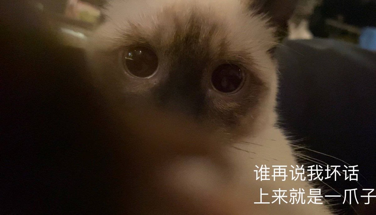 ป้าฟาง 💜 TENLEE #SO10 🐈⬛💥 tweet media