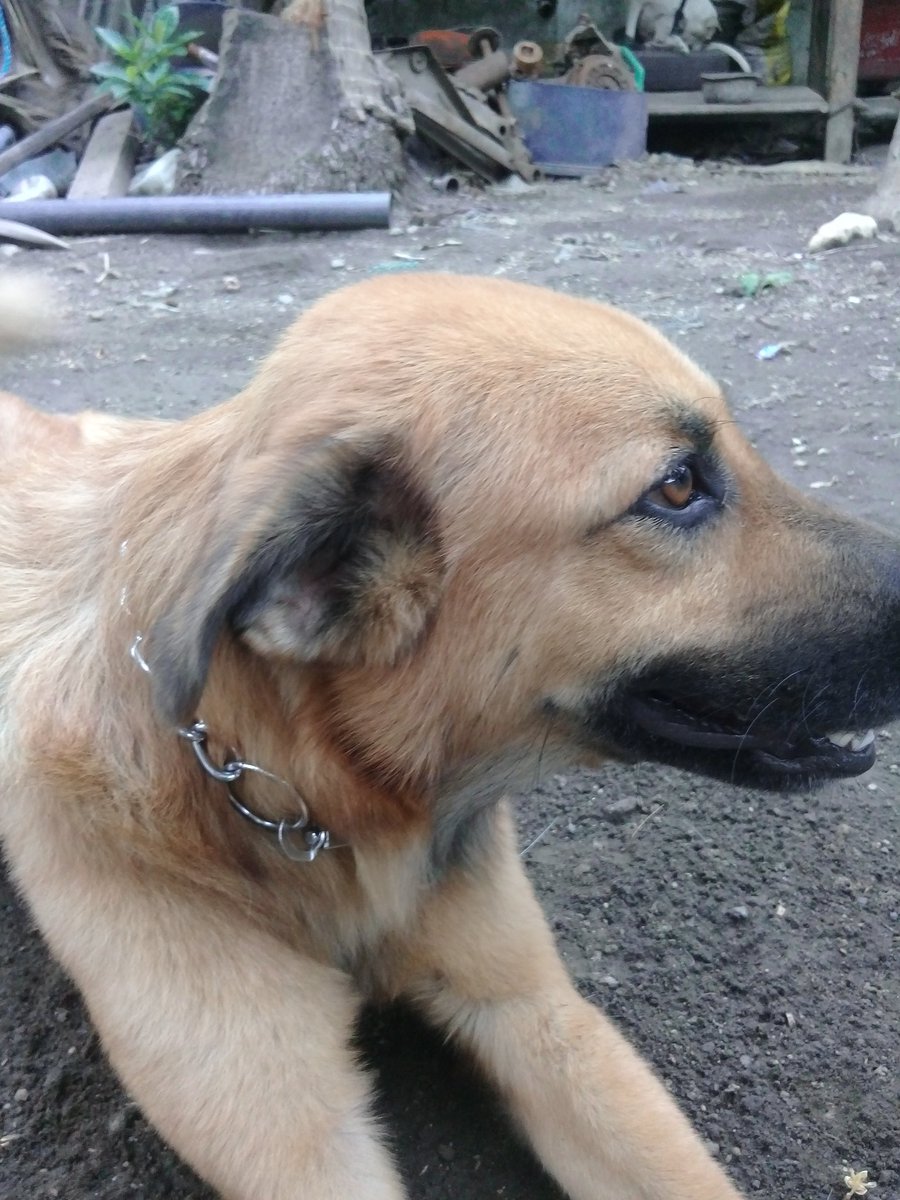lebronythedoggy's tweet photo. I'm wearing a chain now! I used to hate wearing these, but I guess they're not too bad.
β’
β’
β’
β’
β’
#dog #dogs #cute #adorable #nice #pup #pups #collar #chain #itsnotsobad #discover #germanshepherd #cutie #beautiful #veryadorable #hashtag #dogsoftwitter #pupsoftwitter #follow https://t.co/hfUtZEJooI