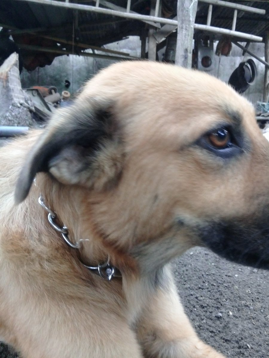 lebronythedoggy's tweet photo. I'm wearing a chain now! I used to hate wearing these, but I guess they're not too bad.
β’
β’
β’
β’
β’
#dog #dogs #cute #adorable #nice #pup #pups #collar #chain #itsnotsobad #discover #germanshepherd #cutie #beautiful #veryadorable #hashtag #dogsoftwitter #pupsoftwitter #follow https://t.co/hfUtZEJooI
