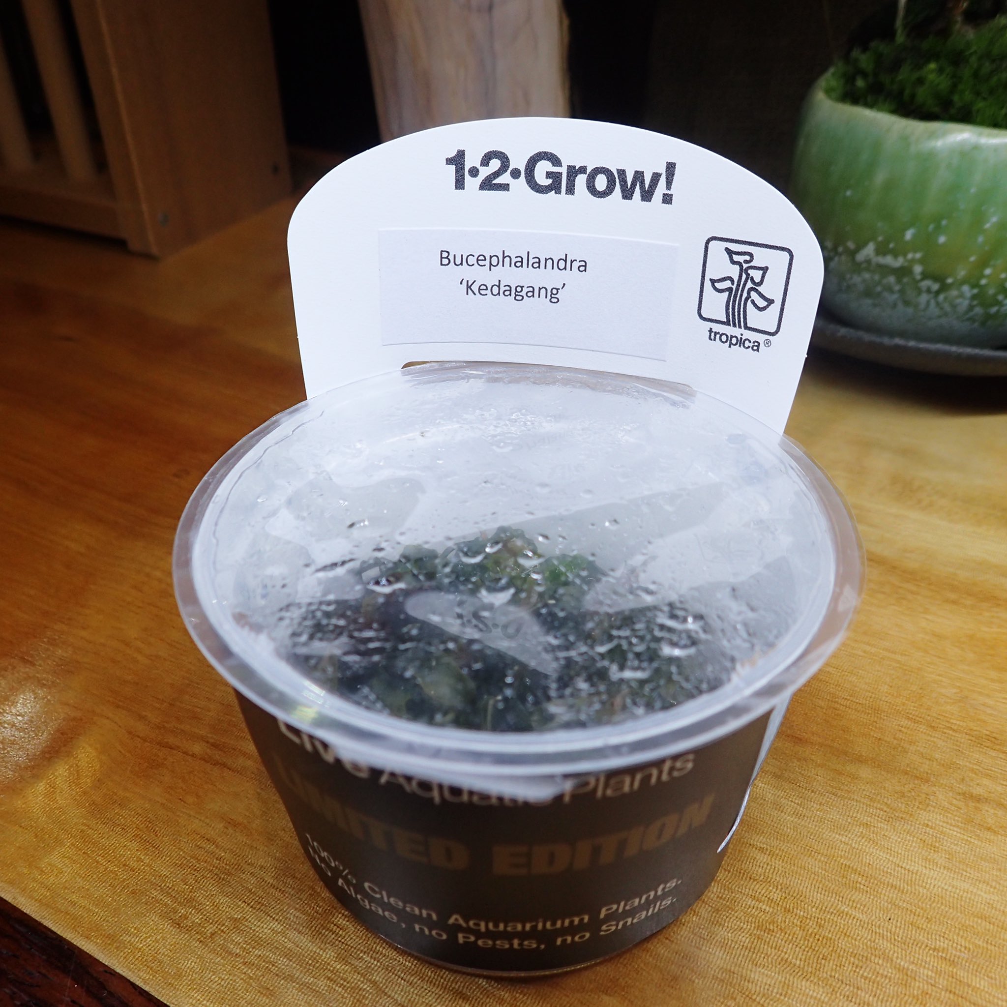 Aquarium Kind リミテッドエディション トロピカ1 2grow の ブセファランドラsp クダガンが入荷しました ちょこちょこ流通しているようですが やはり高いか でもこのボリュームなら許せるかな 組織培養で10株以上は取れそうです 1カップのみ入荷 Aquarium Kind リミテッドエディション トロピカ1 2grow の ブセファランドラsp クダガンが入荷しました ちょこちょこ流通しているようですが やはり高いか でもこのボリュームなら許せるかな 組織培養で10株以上は取れそうです 1カップのみ入荷