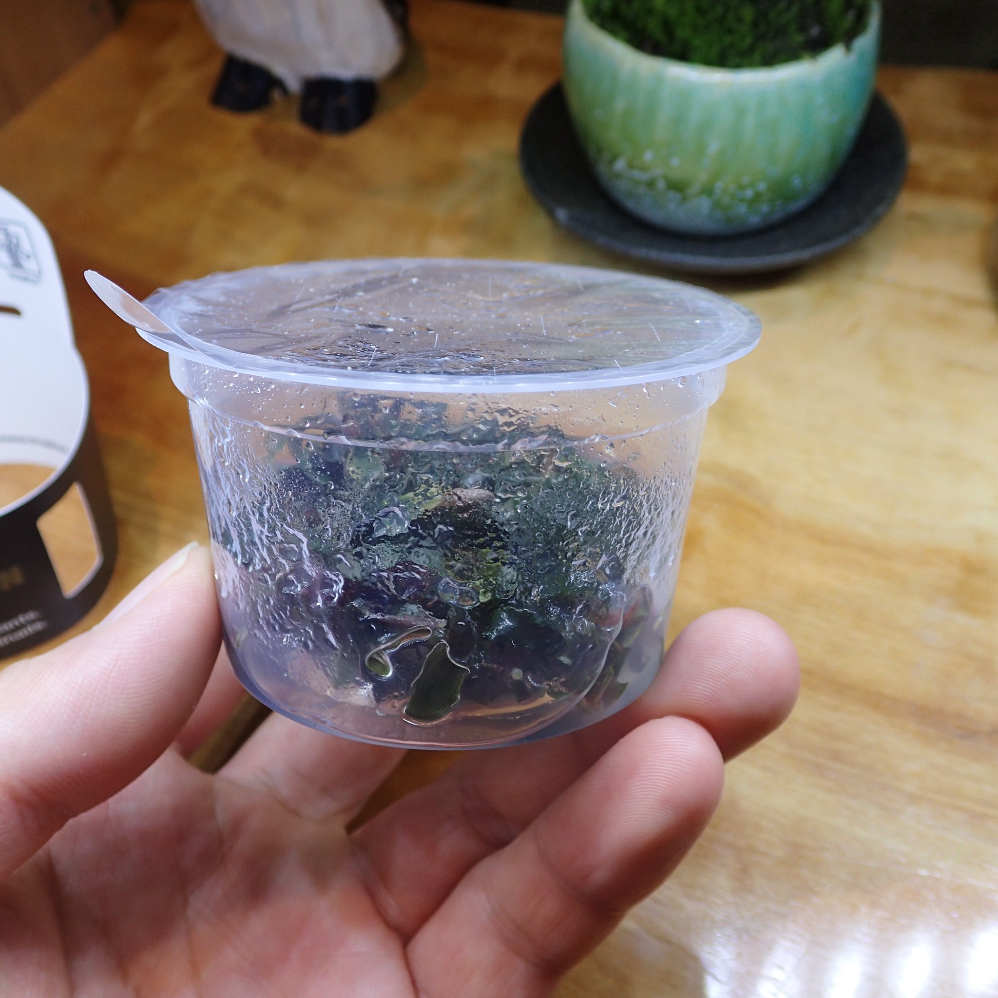 Aquarium Kind リミテッドエディション トロピカ1 2grow の ブセファランドラsp クダガンが入荷しました ちょこちょこ流通しているようですが やはり高いか でもこのボリュームなら許せるかな 組織培養で10株以上は取れそうです 1カップのみ入荷 Aquarium Kind リミテッドエディション トロピカ1 2grow の ブセファランドラsp クダガンが入荷しました ちょこちょこ流通しているようですが やはり高いか でもこのボリュームなら許せるかな 組織培養で10株以上は取れそうです 1カップのみ入荷