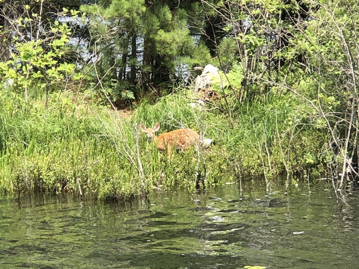 WiHuntress's tweet photo. Took time enjoy the beauty Clear Lake has to offer. Loved seeing the fawn, never did see the doe. https://t.co/clPanP6D6T