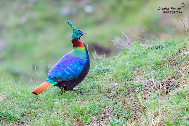 BirdsOfIndia3's tweet photo. This is a Himalayan Monal,it is a high altitude species and can be found upto the height of 4000 feet in the Himalayan range.Once their population has reduced due to heavy poaching but now their population has recovered after poachingban.#birds #birdwatching #birdwatcher https://t.co/3XtYBHc3H0
